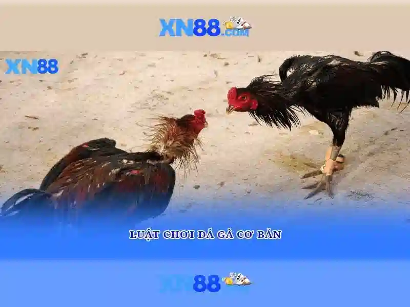 Giao diện người dùng và chức năng