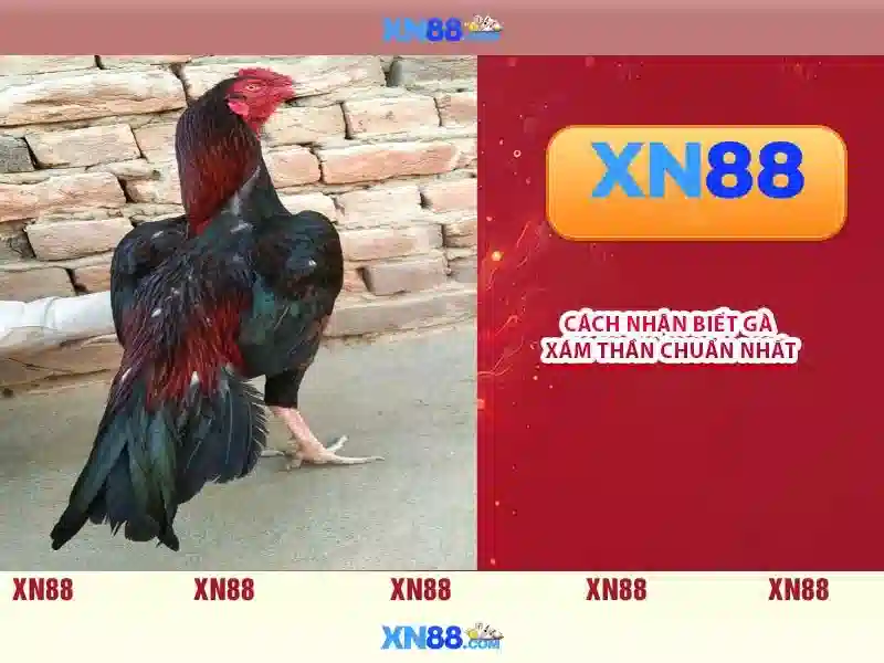 Sản phẩm và dịch vụ chính: Ứng dụng thực tế của xn88 slot