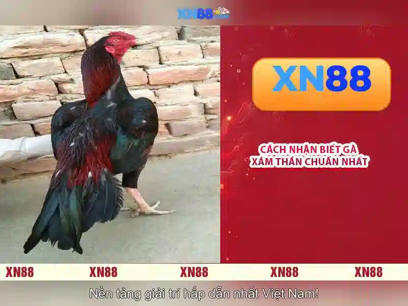 An toàn và trách nhiệm khi tham gia