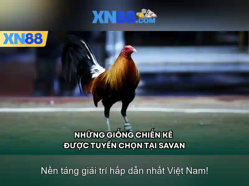 Hướng dẫn tham gia và trải nghiệm